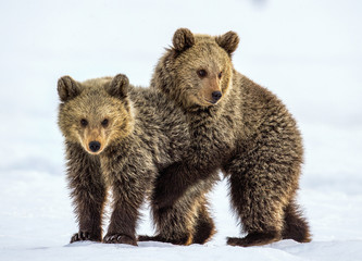 Bear Cubs are playing in the snow. Natural habitat. Brown bear, Scientific name: Ursus Arctos Arctos. © Uryadnikov Sergey