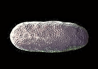 3d illustration - Salmonella Typhimurium Bacteria