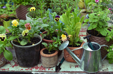 Garden table with watering can and blooming pansy flowers.