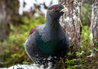 Male of Capercaillie in early spring forest. The western capercaillie. Scientific name: Tetrao urogallus. Wood grouse, heather cock or capercaillie during the courting season.