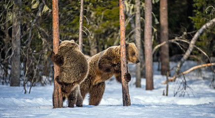 Brown bears stands on its hind legs by and Bear Cubs Climbing a Pine Tree. She-Bear and bear cubs in the winter forest. Brown Bear, Scientific name: Ursus Arctos Arctos. Natural habitat.
