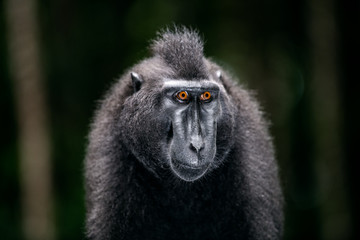 The Celebes crested macaque. Close up portrait, front view, dark background. Crested black macaque, Sulawesi crested macaque, or the black ape. Natural habitat. Sulawesi. Indonesia.