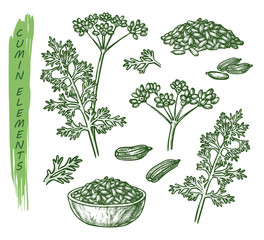 Sketch cumin plant seeds, herb and spice seasoning