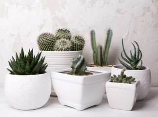 Succulents and cactus on wooden table on white wall background. Home plants at home, home garden.