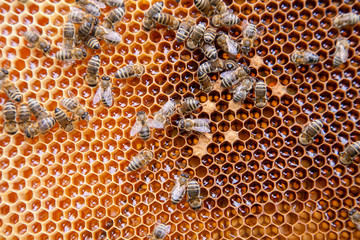 Close up view of working bees on honeycomb with sweet honey..