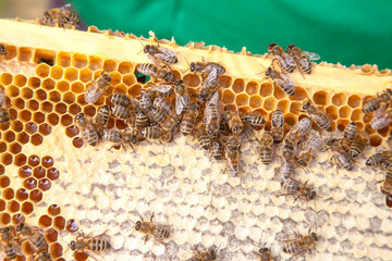 Close up view of working bees on honeycomb with sweet honey..
