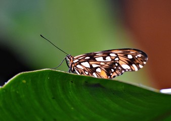 Buterfly at La Paz Waterfalls - Costa Rica 