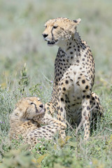 Cheetah (Acinonyx jubatus) mother and cub resting on plain, Ngorongoro crater national park, Tanzania.