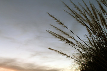 Fototapeta premium dry grass on blue sky background