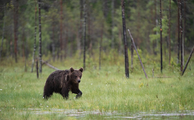 Brown bear walking on the swamp in the summer forest. Scientific name: Ursus arctos. Natural habitat.