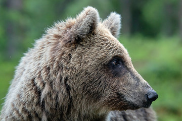 Fototapeta na wymiar Brown bear in the summer forest. Close up portrait, green natural background. Scientific name: Ursus arctos. Natural habitat.