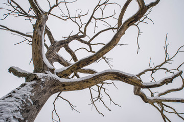 Cloude weather. Winter season. Snow on the branches of dead tree. Close-up.