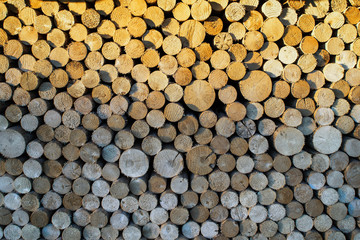 Wood firewood in woodpile. Harvested wood.