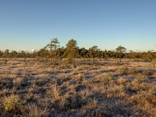 bog landscape in early winter morning