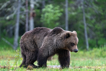 Brown bear walking on the swamp in the summer forest. Scientific name: Ursus arctos. Natural habitat.