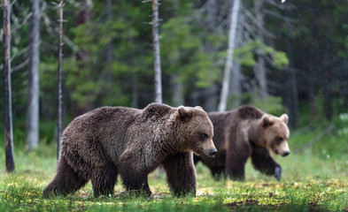 Fototapeta na wymiar Brown bears walking on the swamp in the summer forest. Scientific name: Ursus arctos. Natural habitat.