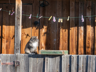 a picture of a gray cat, a cat warming up in the sun
