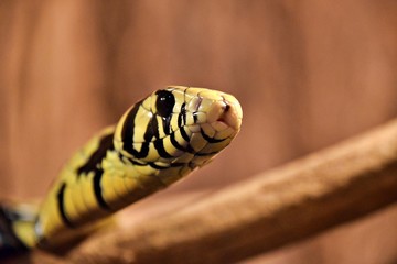 Snake at La Paz Waterfalls - Costa Rica 