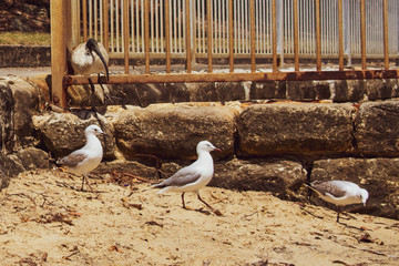 An Ibis watches a seagull parade