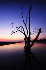 The image and shadow of the trees in the sunset on the beach.