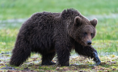 Fototapeta premium Brown bear walking on the swamp in the summer forest. Scientific name: Ursus arctos. Natural habitat.