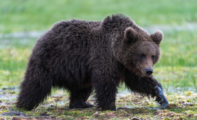 Fototapeta na wymiar Brown bear walking on the swamp in the summer forest. Scientific name: Ursus arctos. Natural habitat.