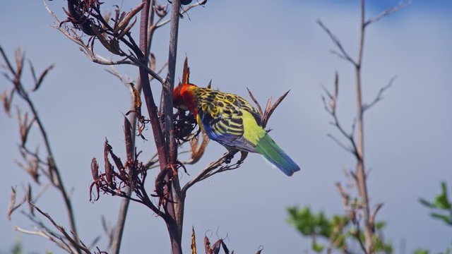 Eastern Rosella parrot busy feeding on flax seed heads in native bush in New Zealand summer against blue sky and light clouds. Medium close shot.