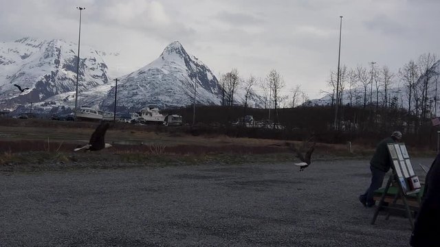 Bald eagle swoops in and steals a small fish off the ground from a biologist