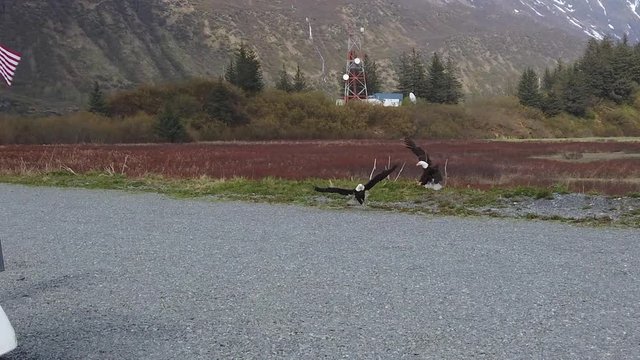 Bald eagle swoops in and steals fish off ground in slow motion as another lands to eat.