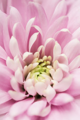 Fototapeta premium Abstract floral background, pink chrysanthemum flower. Macro flowers backdrop for holiday brand design