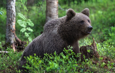 Obraz na płótnie Canvas Close up of Eurasian brown bear sitting in summer forest. Scientific name: Ursus arctos. Natural habitat.