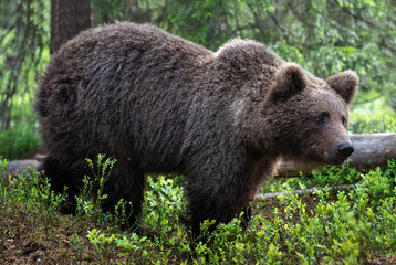 Fototapeta premium Brown bear in the summer forest. Close up portrait, green natural background. Scientific name: Ursus arctos. Natural habitat.