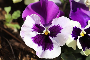 紫色と白色のパンジーの花