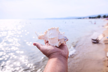 Obraz na płótnie Canvas summer souvenir seashell 
