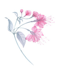 Transparent flowers of soft pink color drawn by hand in watercolor, isolated on a white background, drawing x-ray of flowers Delicate spring petals, pistils, stamens Botanical drawing flower structure