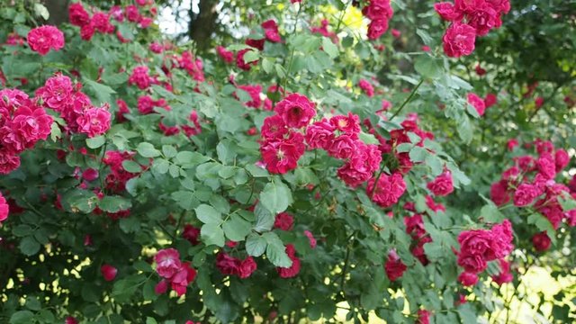 Bunch of beautiful blooming flowers of red rose (EVA - Kordes 1933) in botanical garden in HD VIDEO. Illuminated by soft daylight. Close-up.