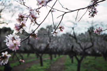 Flowering almond trees in February