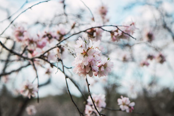 Flowering almond trees in February