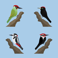  A collection of four different species of woodpeckers. Cute cartoon style.