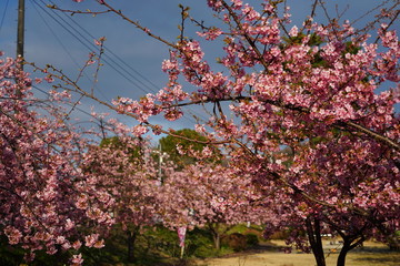 河津桜