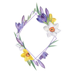 Crocus and narcissus 2. Watercolor Floral frame. Watercolor illustration. Hand-drawing. Isolated on white