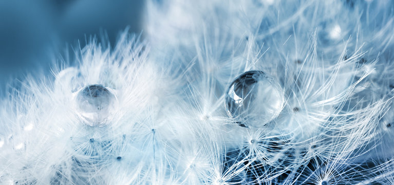 Fluffy dandelion with dew drops on blue blurred spring background, close-up, macro. © Soho A studio