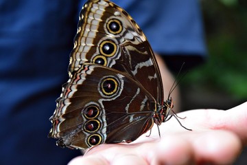 Buterfly at La Paz Waterfalls - Costa Rica 