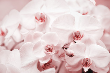 Fototapeta na wymiar White orchid as Floral background with pink toned colors, close up photography delicacy petals of beautiful flowers. Beauty in nature.