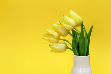 Spring flowers of tulip in  white ceramic vase on yellow backdrop. Natural flowery background with copy space. Bright colors and minimal style.