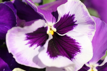 紫色と白色のパンジーの花