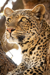 Fototapeta na wymiar Wild leopard over the tree looking for preys