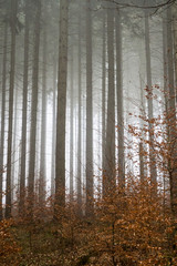 Drzewa w lesie świerkowym - obrazy, fototapety, plakaty
