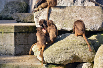 Cute young monkeys enjoy their life in the sun of South Germany, Stuttgart
