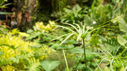 봄을 알리는 식물